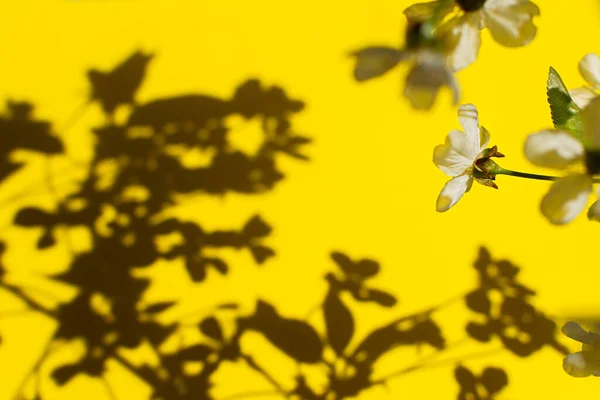 阴影自然黄色背景 墙上的花纹摘要 创意夏季设计布局与文字空间 一个盛开的樱桃枝和它的影子 单色明亮模板 复制空间 — 图库照片