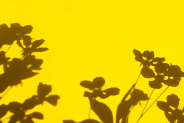 影の性質黄色の背景 壁に抽象的な花柄 テキストのためのスペースと創造的な夏のデザインレイアウト 満開の桜の枝とその影 モノクローム明るいテンプレート コピースペース — ストック写真