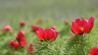 Güzel kırmızı şakayıklar bulanık yeşil çimen arka planı. Dar yapraklı şakayık ya da şakayıklı voronet latin. Paeonia tenuifolia ilkbaharda bozkırda çiçek açtı. Vahşi, nadir bir çiçek. Korunan bitki türleri.