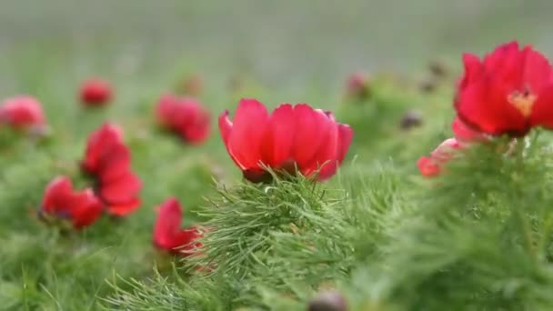 美しい赤い牡丹は緑の草の背景をぼやけている 細長い葉の牡丹や牡丹の花冠は平らです 春には階段状に花を咲かせます 野生の珍しい花 保護植物種 — ストック動画