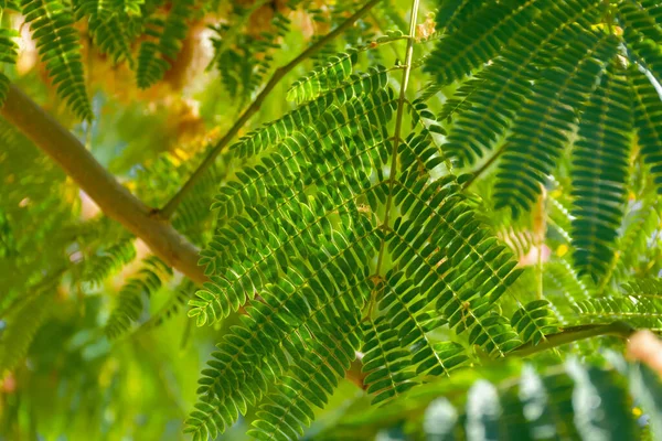 Lenkoran Acacia Albizia Verde Intagliato Foglie Primo Piano Estate Sfondo — Foto Stock