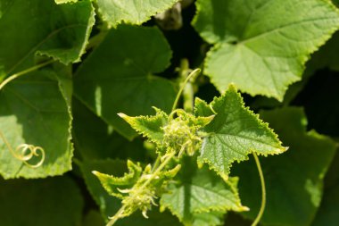 Bahçede salatalıklar yetişiyor. Yeşil yapraklar yere saçılmış. Tarım kavramı, düzgün ve sağlıklı beslenme. Açık zeminde salatalık çeşitleri çiçek ve yumurtalık..