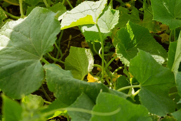 Pepinos Que Crescem Jardim Folhas Verdes Fecham Espalhadas Chão Conceito — Fotografia de Stock