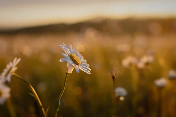 Une Marguerite Avec Des Gouttes Pluie Dans Lumière Dorée Coucher — Photo