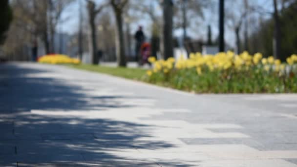 Blurry Background People Park Colorful Flower Bed Tulips Bright Sunlight — Stock Video