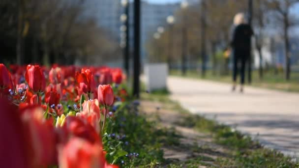 Blurry Background People Park Colorful Flower Bed Tulips Bright Sunlight — Stock Video