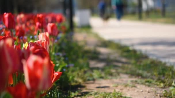 Sløret Baggrund Folk Parken Farverig Blomsterbed Med Tulipaner Stærkt Sollys – Stock-video