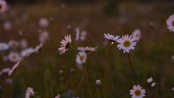 Papatya Yağmuru Gün Batımında Güzel Beyaz Papatyalar Evening Doğal Kahverengi — Stok video