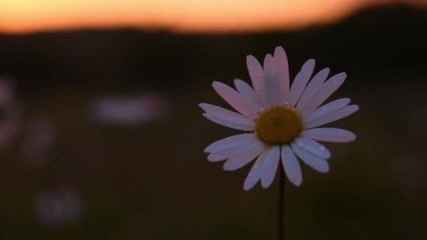 ヒナギクは雨が降る 日没時には美しい白いデイジーが閉じられます 夜自然の茶色の背景がぼやけている 野生の花の脆弱性の概念 白い花弁の上に細い夏の雨が降る — ストック動画