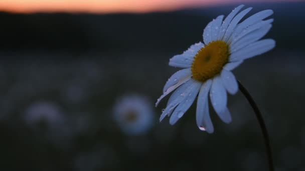 Madeliefjes Zon Regendruppels Mooie Witte Madeliefjes Close Bij Zonsondergang Avond — Stockvideo