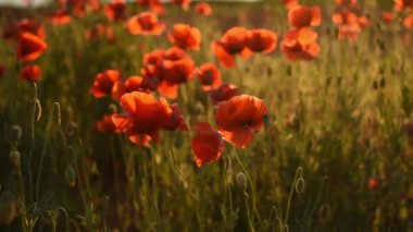 Gelincikler gün batımında yakınlaşır. Güzel atmosferik yaz arkaplanı. Kızıl kır çiçekleriyle kaplı bir manzara. Güneşin altın ışınları gelinciklerin kırmızı yapraklarını aydınlatır. İlham konsepti, yaz.