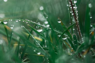Sabahın köründe çiğ taneleri. Yaz otunun güzel zümrüt rengi. Soyut doğal arka plan, güzel bokeh. Tazelik, çevre koruma, temizlik kavramı. Makro su damlası.