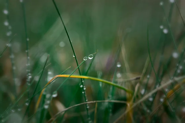 Dew Grass Early Morning Beautiful Emerald Color Summer Grass Abstract — Stock Photo, Image