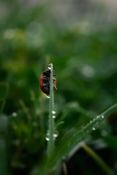 Sabah Çiğ Taneli Uğur Böceği Otu Arka Plan Makro Doğası — Stok fotoğraf