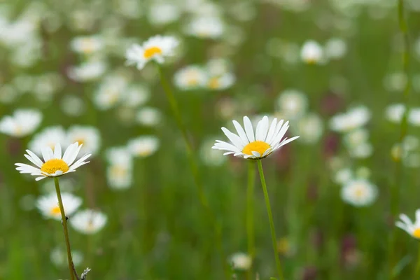 Daisies on the field close-up in selective focus. Blurred pastel summer background. Medicinal wildflowers. Field daisies bloom in the spring in the meadow. Floral background with copy space