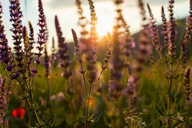 Salvia şifalı adaçayı. Yakın plan. Günbatımının altın ışıklarında güzel bir çiçek arkaplanı. Vahşi ilaç bitkileri toplama fikri. Yaz konsepti. Vahşi çiçeklerin bulanık arkaplanı