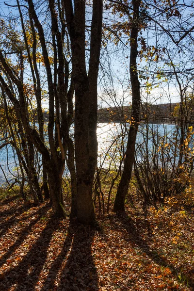 Strahlende Sonne Mit Strahlen Herbstlichen Wald Vertikale Herbstlandschaft Mit Bäumen — Stockfoto