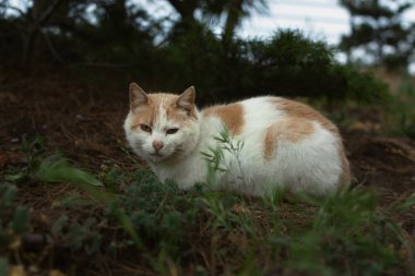 Başıboş bir kızıl kedi yerde oturur ve kameraya bakar. Beyaz-turuncu renkli ve kahverengi gözlü üzgün, mutsuz bir kedi yavrusu parkta kestiriyor. Derin, anlayışlı, zeki bir görünüş..