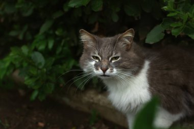 Başıboş gri bir kedi yerde oturur ve kameraya bakar. Beyaz gri tüylü, yeşil gözlü mutsuz bir kedi yavrusu parkta kestiriyor. Derin, anlayışlı, zeki bir görünüş..