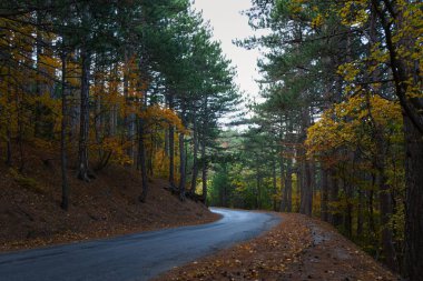 Sonbahar orman yolu. Boş, ıssız bir manzara. Dağlık bir bölgede asfalt yol yılanı. Güzel sonbahar manzarası, uzun çam ağaçları, yaprak döken ağaçlar. Sessizlik, sükunet ve seyahat kavramı.