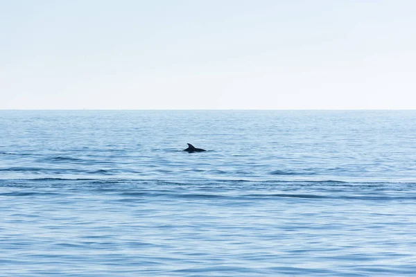 Dolphin Jumps Surface Blue Sea Minimalistic Seascape Back Dolphin Horizon — Stock Photo, Image