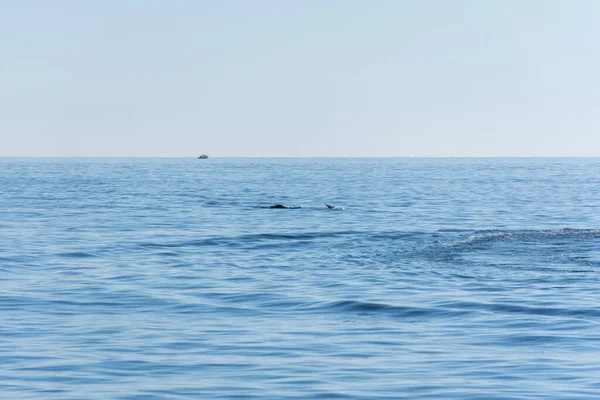 Een Dolfijn Springt Het Oppervlak Van Blauwe Zee Minimalistische Zeegezicht — Stockfoto