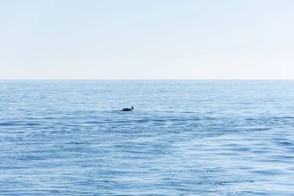 Ένα Δελφίνι Πηδάει Στην Επιφάνεια Της Γαλάζιας Θάλασσας Minimalistic Θαλασσογραφία — Φωτογραφία Αρχείου