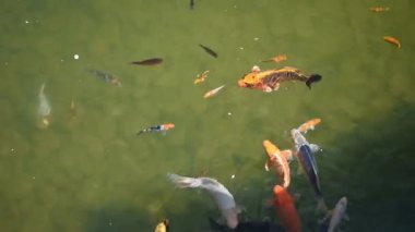 Turuncu sazan suda yüzer. Japon bahçesinde oryantal koi balığı. Renkli, parlak, altın sarısı, kırmızı ve turuncu balıklar. Sürü tohumlarla beslenmeye geldi. Su altı dünyasının anı.