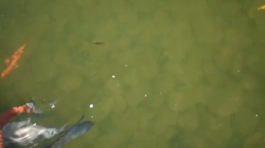 Turuncu sazan suda yüzer. Japon bahçesinde oryantal koi balığı. Renkli, parlak, altın sarısı, kırmızı ve turuncu balıklar. Sürü tohumlarla beslenmeye geldi. Su altı dünyasının anı.