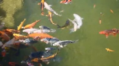 Turuncu sazan suda yüzer. Japon bahçesinde oryantal koi balığı. Renkli, parlak, altın sarısı, kırmızı ve turuncu balıklar. Sürü tohumlarla beslenmeye geldi. Su altı dünyasının anı.
