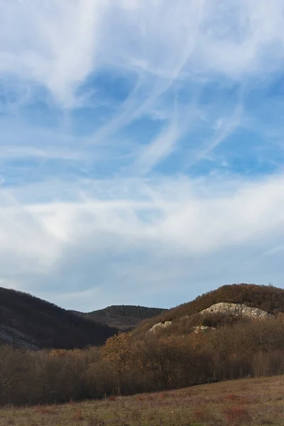 나뭇잎 나무들 지평선 아름다운 이라는 개념이죠 스러운 복원되었습니다 — 스톡 사진