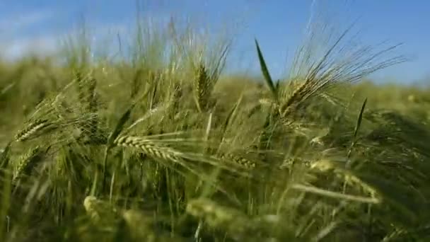 Campo Cebada Espigas Verdes Maíz Primer Plano Balanceándose Viento Cultivo — Vídeos de Stock