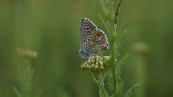 Papillon Bleu Lycaenidae Gros Plan Sur Une Fleur Sauvage Polyommatus — Video