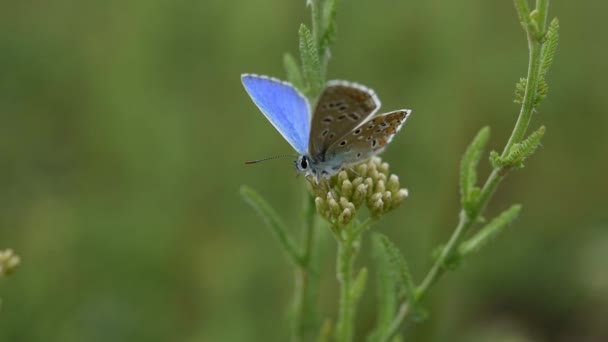 Blue Butterfly Lycaenidae Close Wildflower Polyommatus Icarus Beautiful Pigeon Opens — Stock Video