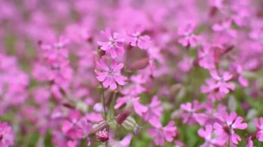 Silene dioica ya da Melandrium rubrum yakın plan. Narin pembe bahçe çiçeklerinin arka planı rüzgarda sallanıyor. Narin yaz çiçekleri olan bir çiçek tarhının üst manzarası. Düşük alan derinliği, güçlü hareket