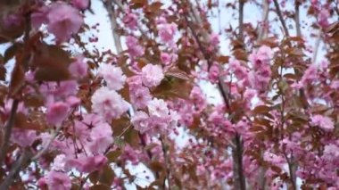 Bahçe pınarında sakura pembe çiçek açar. Hafif bir esinti ağaçların dallarını karıştırır. Hafif atmosferik bahar arkaplanı. Ev bahçesinde süs kirazı yetiştiriyorum. Hassas şişme yüzler