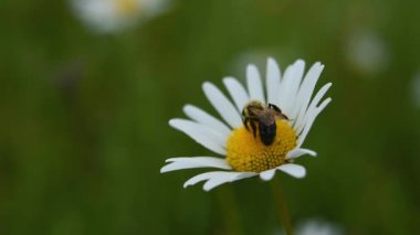 Papatya çiçeğini yakından çek. Nektar toplayan böceklerin makro fotoğrafları. Gezegenin vahşi dünyası. Arıların bahar bal koleksiyonu. Sıkı çalışma, güzellik, yiyeceğin doğallığı.