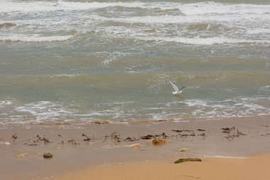 Deniz güçlü bir fırtınadır. Dalgaların üzerinde bir martı. Dalgalı ve uçan kuşlu tarafsız bir deniz manzarası. Kumsal, yosun, dalgalar kıyıya vurur. Havanın kötüleşmesi, kasırga...