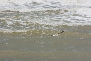 Deniz güçlü bir fırtınadır. Dalgaların üzerinde bir martı. Dalgalı ve uçan kuşlu tarafsız bir deniz manzarası. Kumsal, yosun, dalgalar kıyıya vurur. Havanın kötüleşmesi, kasırga...