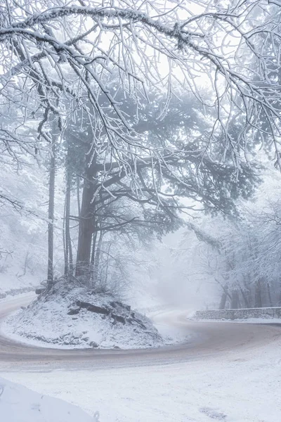 Camino Invierno Bosque Montaña Serpentina Árboles Altos Cubiertos Nieve Viaje — Foto de Stock