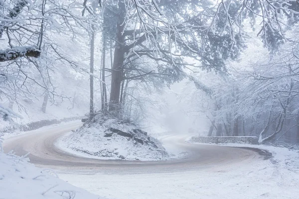 Camino Invierno Bosque Montaña Serpentina Árboles Altos Cubiertos Nieve Viaje — Foto de Stock
