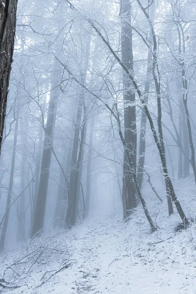 Winter forest frost fog. Vertical mysterious winter landscape with snow-covered trees and blue haze. Atmospheric mood, sad cold season. Tree branches in frosty snowflakes. A path in a magical forest.