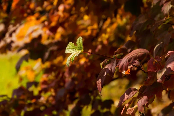 秋の赤茶色は 背景がぼんやりとした柔らかい焦点で葉します カラフルな赤オレンジ色の葉の完全なフレーム 暖かい日差し 背景ははがきの自然な写真です 黄金の秋のコンセプト — ストック写真