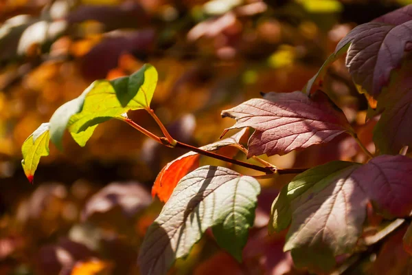 秋の赤茶色は 背景がぼんやりとした柔らかい焦点で葉します カラフルな赤オレンジ色の葉の完全なフレーム 暖かい日差し 背景ははがきの自然な写真です 黄金の秋のコンセプト — ストック写真