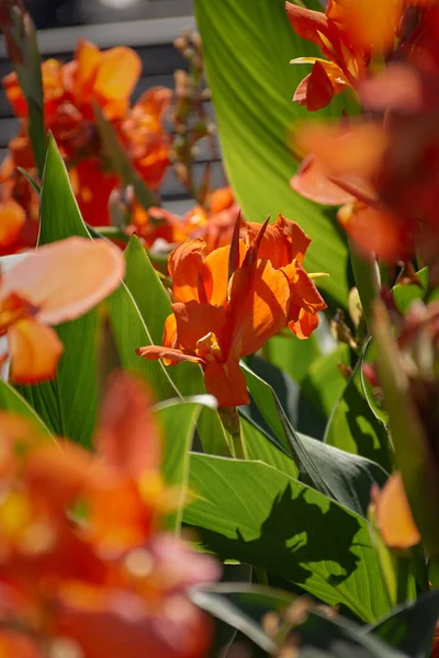 Red Canna Gros Plan Dans Jardin Été Décoratif Lumineux Belles — Photo