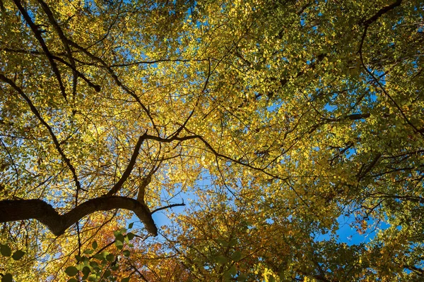 Ciel Feuillage Automne Coloré Jaune Orange Doré Fond Automne Hêtraie — Photo