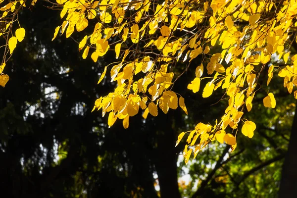 Abstraktní Pozadí Žlutých Listů Slunci Podzimní Krajina Rozmazaným Pozadím Bokeh — Stock fotografie