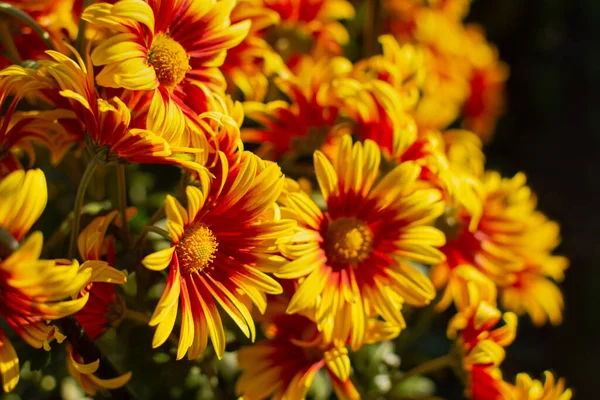 Gelborange Chrysanthemen Nahaufnahme Hellen Sonnenlicht Herbstblumen Wachsen Garten Weicher Fokus — Stockfoto