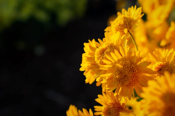 Gelbe Chrysanthemen Herbstgarten Helles Sonnenlicht Durch Die Blütenblätter Schöner Abstrakter — Stockfoto