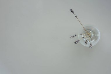 Cam vazodaki gri arka plan üst manzaralı kuru lavanta. Pastel grisi sakin renklerde bir hayat. Kurutulmuş lavanta filizi. Yağ, kozmetik, aromaterapi üretimi kavramı. Boşluğu kopyala